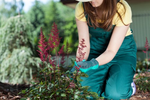 Healthy summer plants in Acton garden